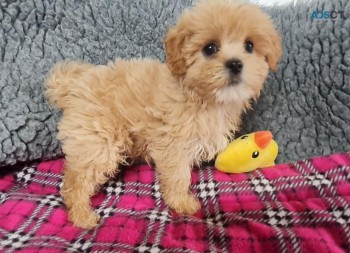 Maltipoo Puppy