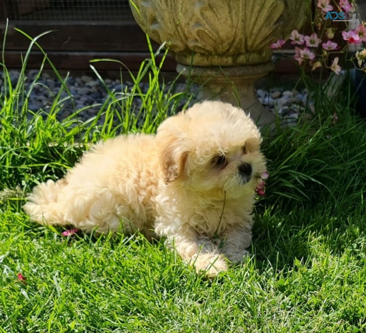 Maltipoo Puppy