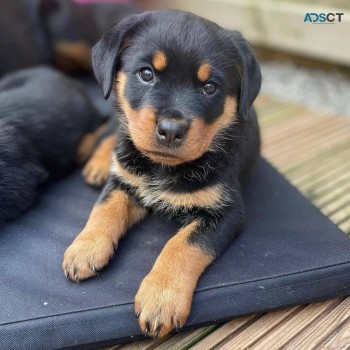 12 weeks old Rottweiler Puppies for sale