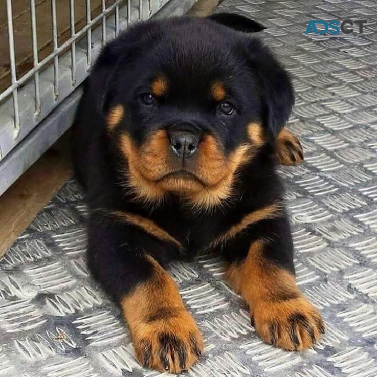 12 weeks old Rottweiler Puppies for sale