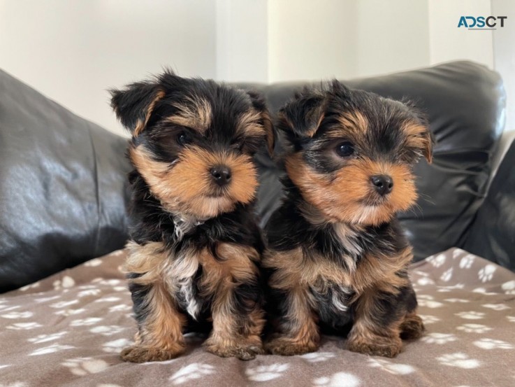 Tiny Adorable Baby Yorkie Puppy for  sal