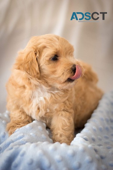 Maltipoo Puppies for Adoption