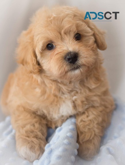 Maltipoo Puppies for Adoption