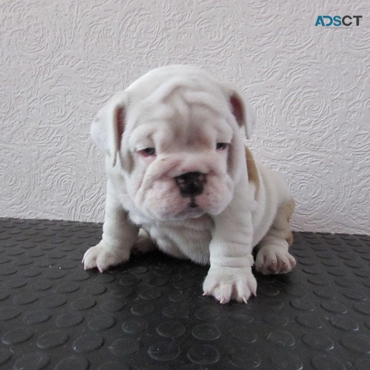 Beautiful Little English Bulldog Puppy f