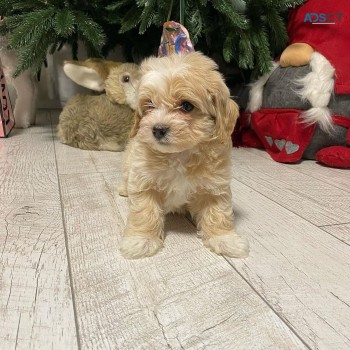 12 Week Old Maltipoo Puppy for sale 