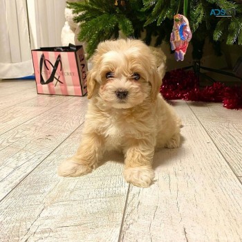 12 Week Old Maltipoo Puppy for sale 