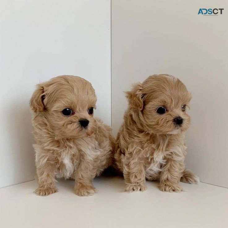 12 Week Old Maltipoo Puppy for sale 