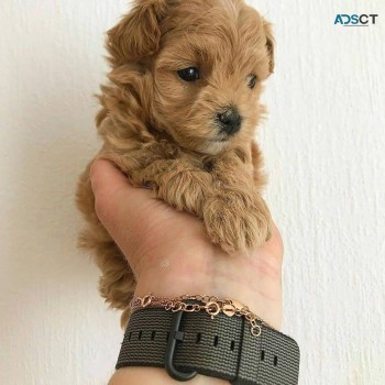 Adorable Maltipoo Puppy For Sale