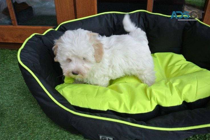 Cute AKC Maltipoo Puppies