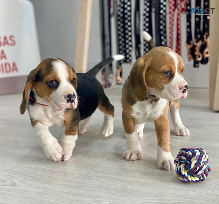 Lovely Beagle Puppies for Sale