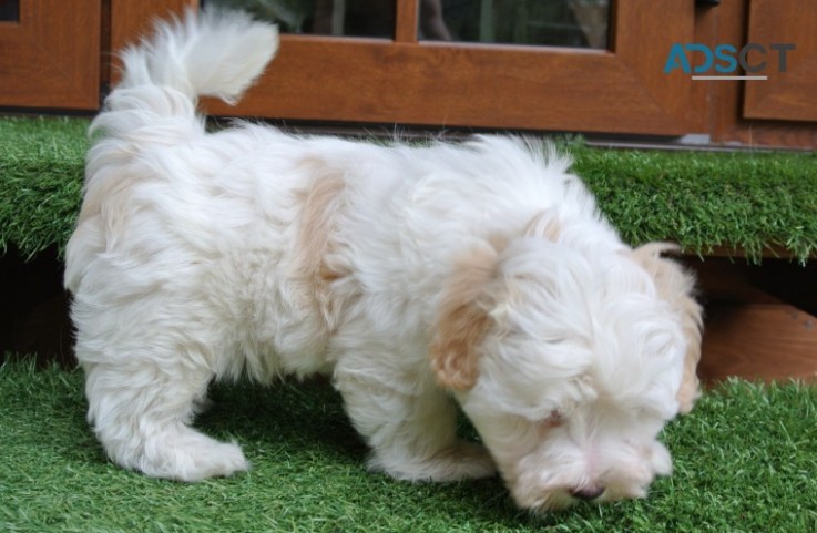 Registered Maltipoo