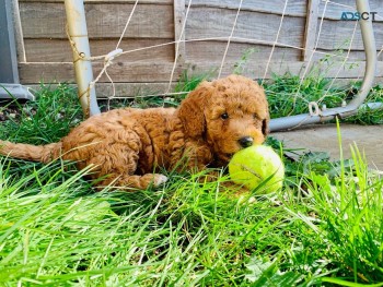 F1B Standard Goldendoodle puppies Availa