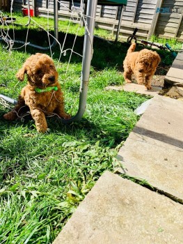 F1B Standard Goldendoodle puppies Availa