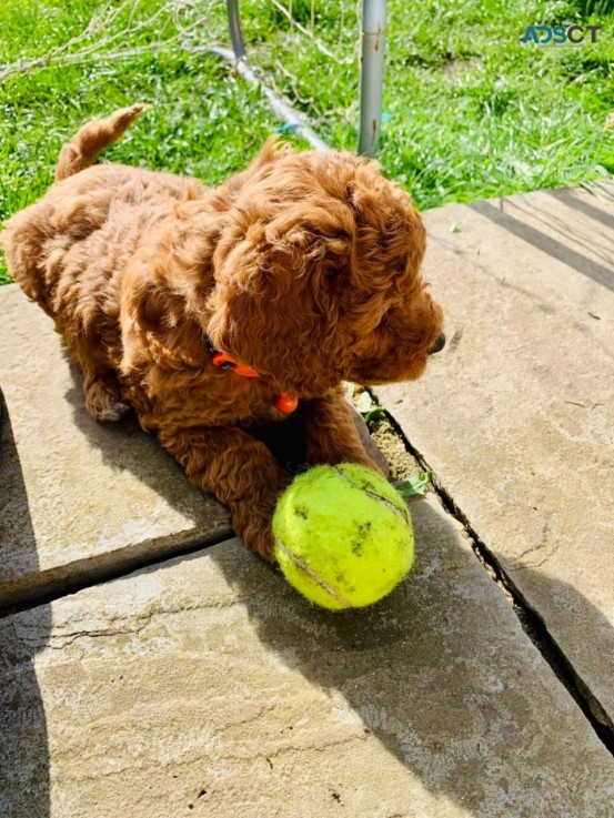 F1B Standard Goldendoodle puppies Availa