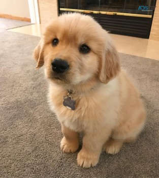 Beautiful Golden Retriever Puppies for s