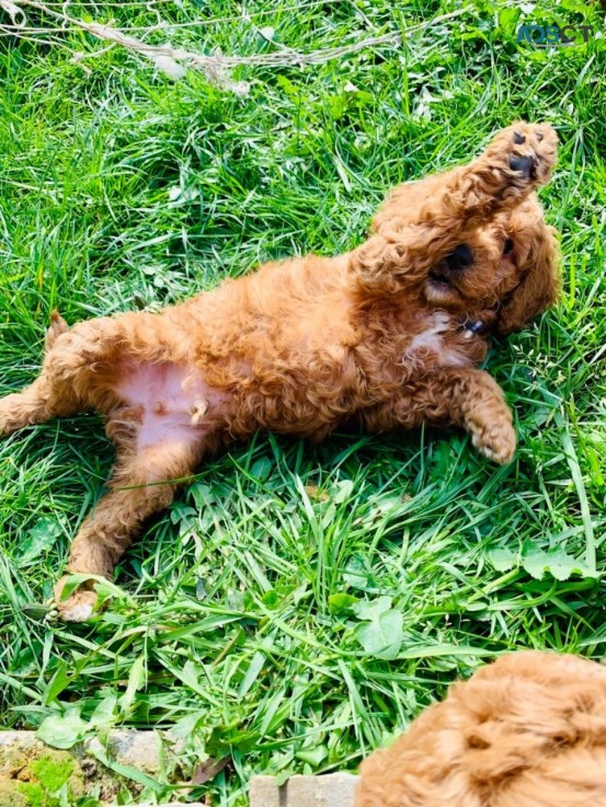 F1B Standard Goldendoodle puppies Availa