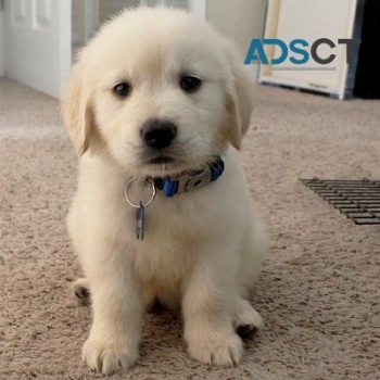 Beautiful Golden Retriever Puppies for s