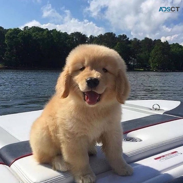 Beautiful Golden Retriever Puppies for s