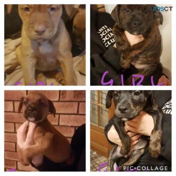 Bullmastiff x Staffy pups