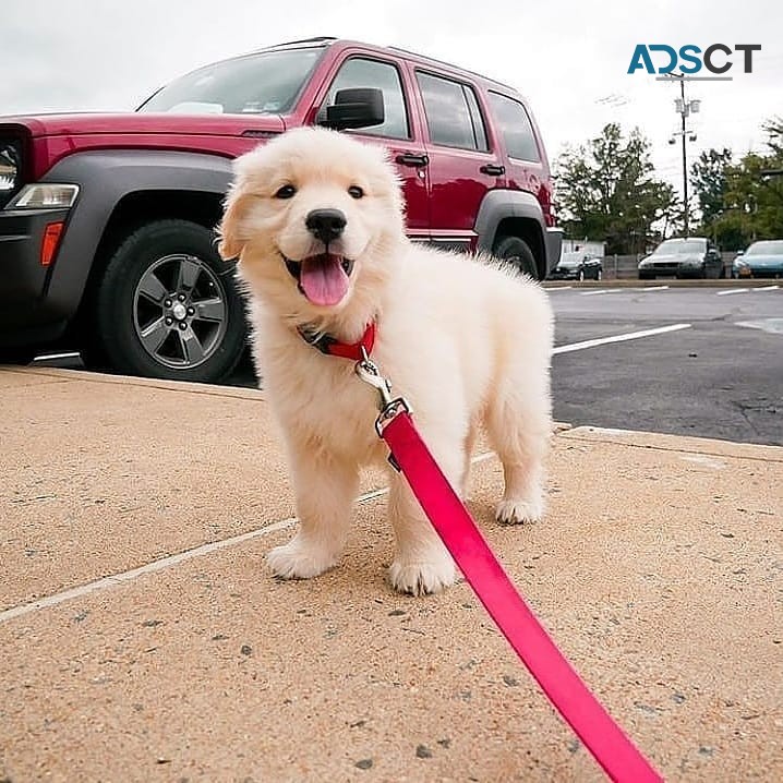 Beautiful Golden Retriever Puppies for s