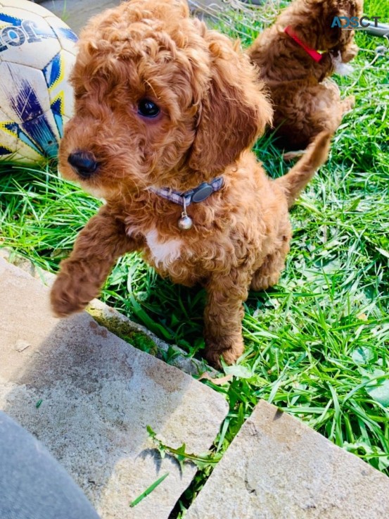 F1B Standard Goldendoodle puppies Availa