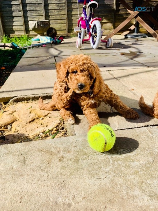 F1B Standard Goldendoodle puppies Availa