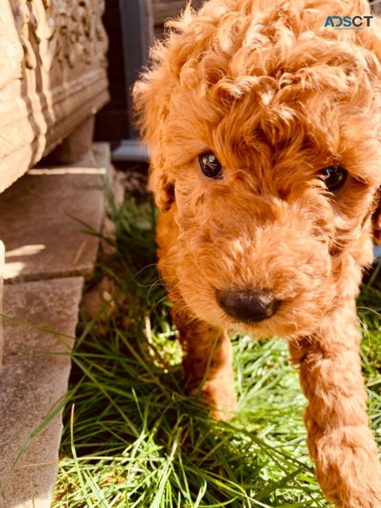 F1B Standard Goldendoodle puppies Availa