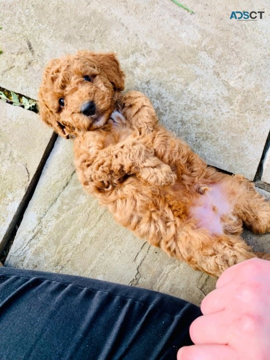 F1B Standard Goldendoodle puppies Availa