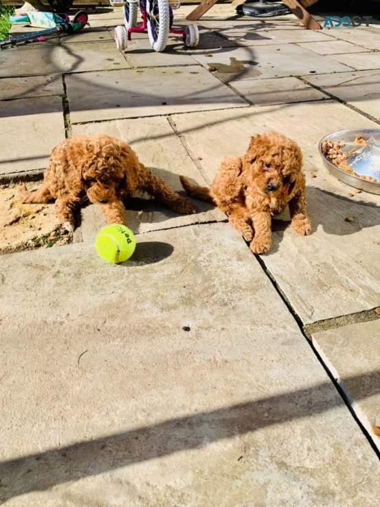 F1B Standard Goldendoodle puppies Availa