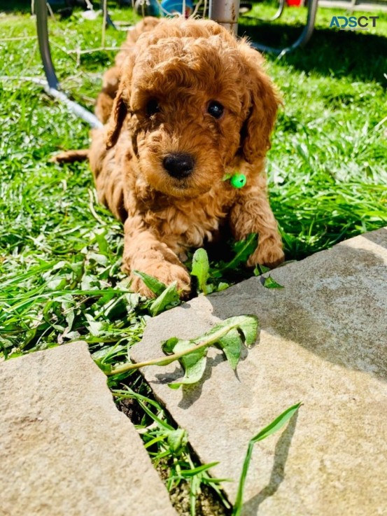 F1B Standard Goldendoodle puppies Availa