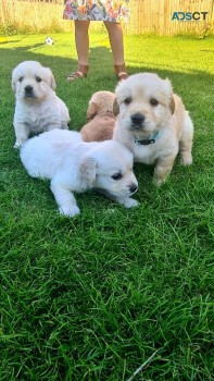 Golden Retriever Now Available for sale 