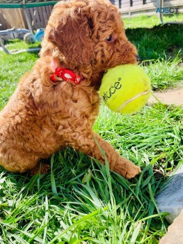 F1B Standard Goldendoodle puppies Availa