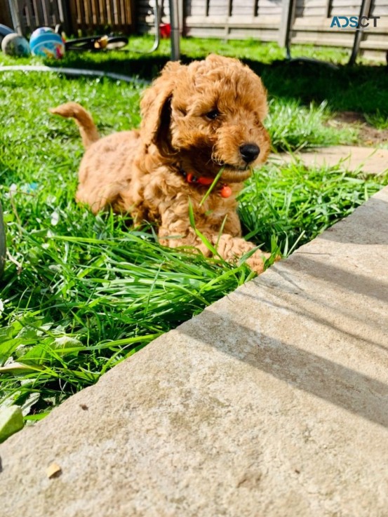 F1B Standard Goldendoodle puppies Availa