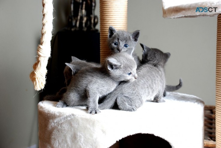 Russian Blue kittens