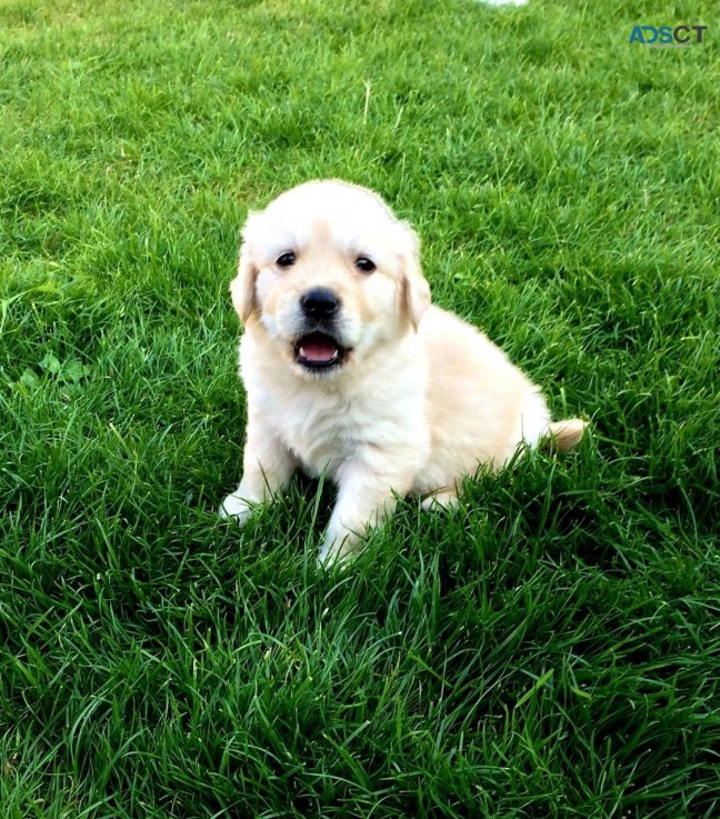 Very healthy Golden Retriever Puppies fo