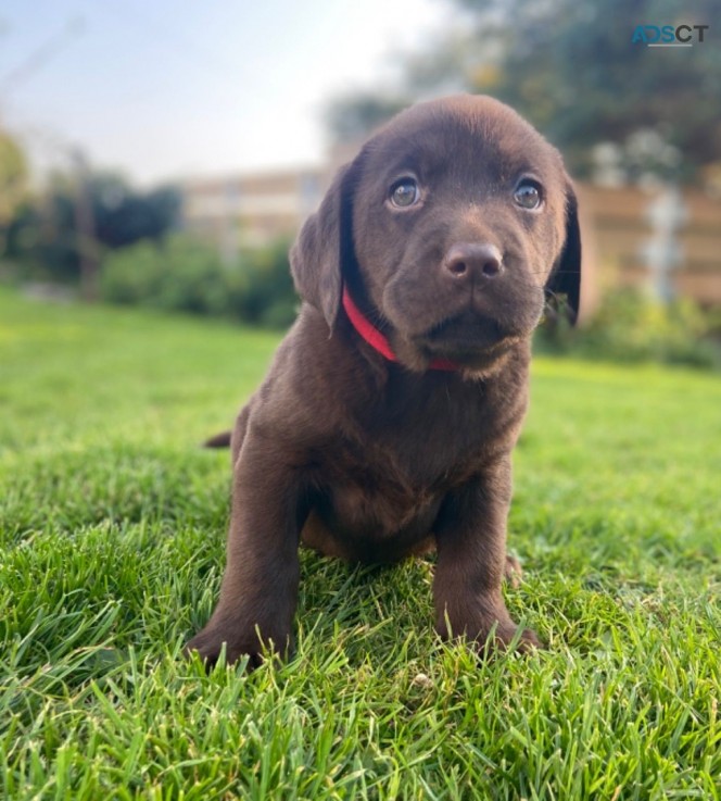 Home Trained Labrador Retriever Puppies