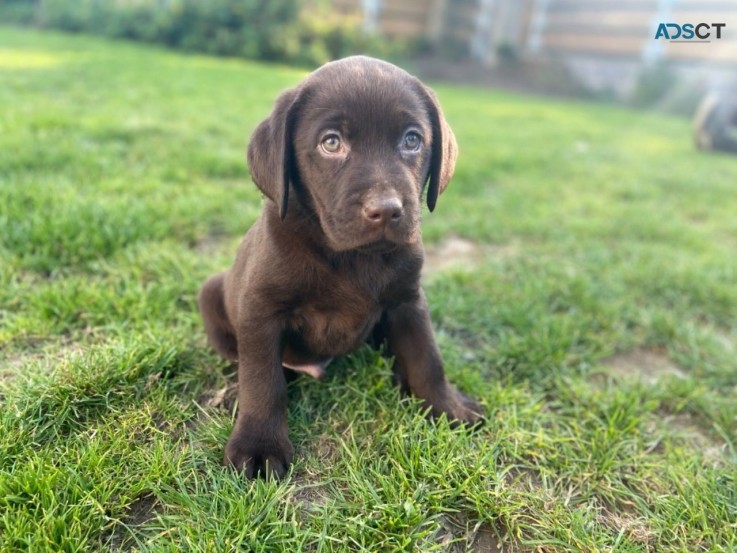 Home Trained Labrador Retriever Puppies