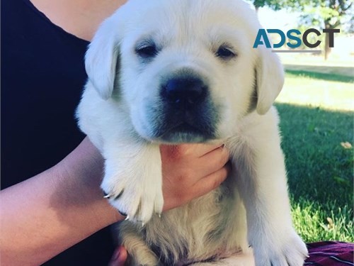 Labrador Retriever puppies for sale