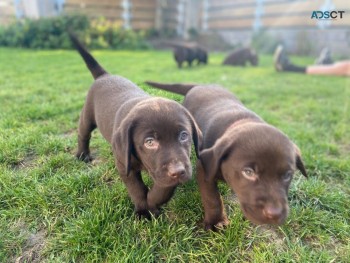 Two Labrador puppies for sale 