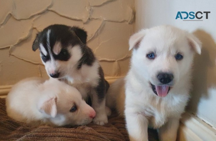 Beautiful Siberian Husky Puppies