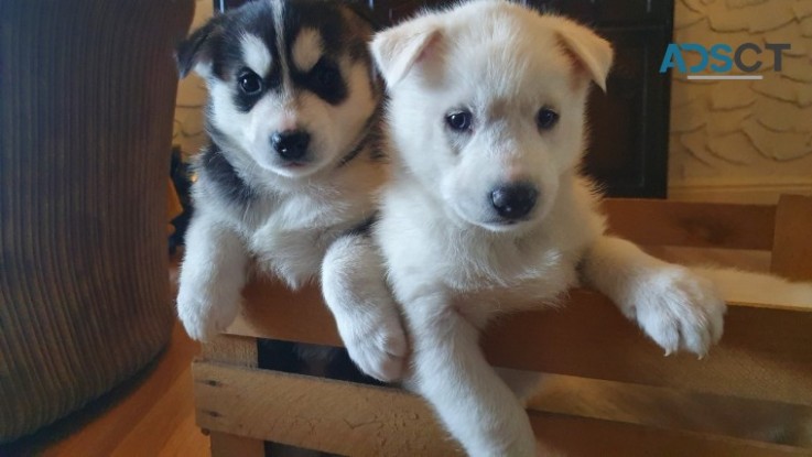 Sweet Siberian Husky Puppies For Sale