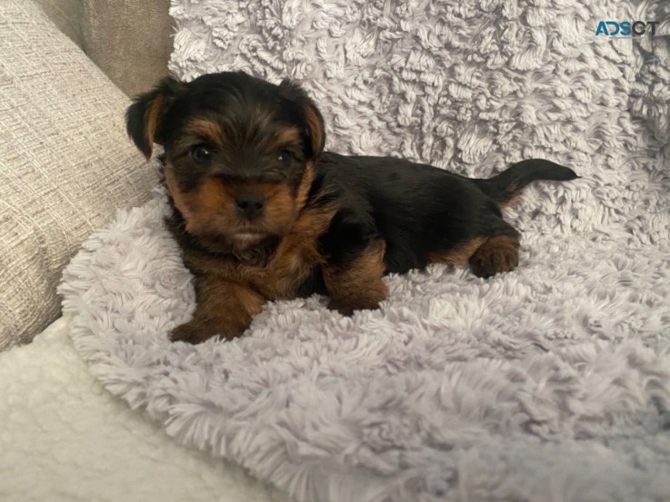 Yorkshire Terrier Puppies for sale 