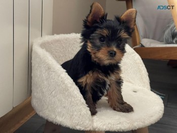  Teacup Yorkshire Terrier Puppies for sa