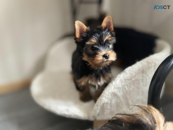 Adorable Teacup Yorkshire Puppies for sa