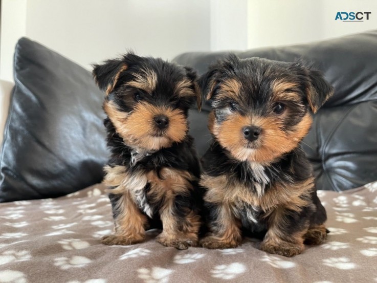 Yorkshire Terrier For sale 