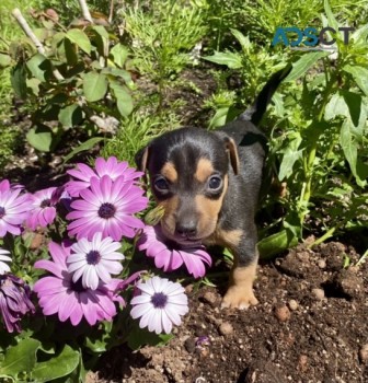 Jack Russell Terrier Puppies for sale 