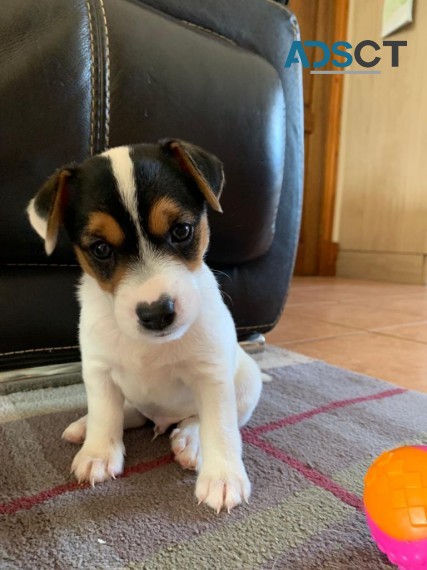 2 Jack Russell Terrier Pups for sale 