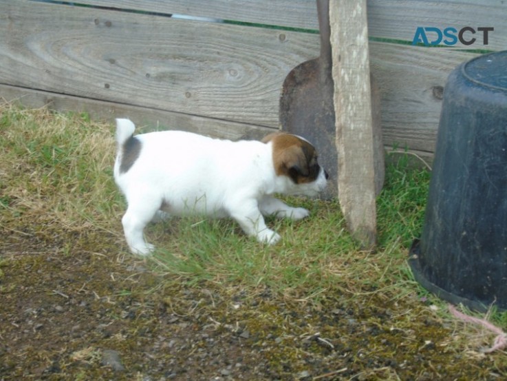 registered Jack Russell Puppies for sale