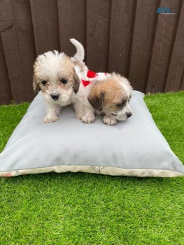 Adorable outstanding Maltese puppies