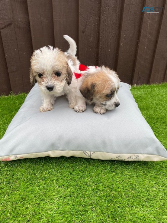 Adorable outstanding Maltese puppies